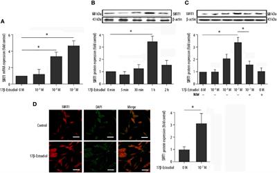 17β-Estradiol Induces Mitophagy Upregulation to Protect Chondrocytes via the SIRT1-Mediated AMPK/mTOR Signaling Pathway